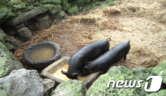 척박한 땅 생존 수단이자 지하수 지킴이였던 제주 똥돼지