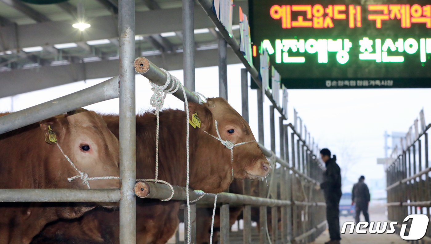 구제역 폐쇄조치 풀린 가축시장
