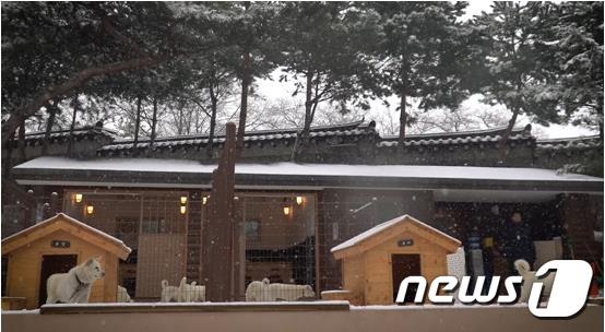 靑, 풍산개 도그 타운 공개…文대통령 제일 살찐 놈이 산이