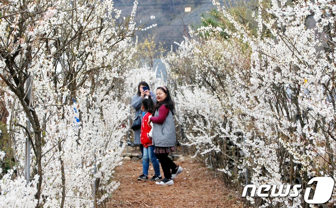 [풍경] “미선나무 향에 취해보세요”
