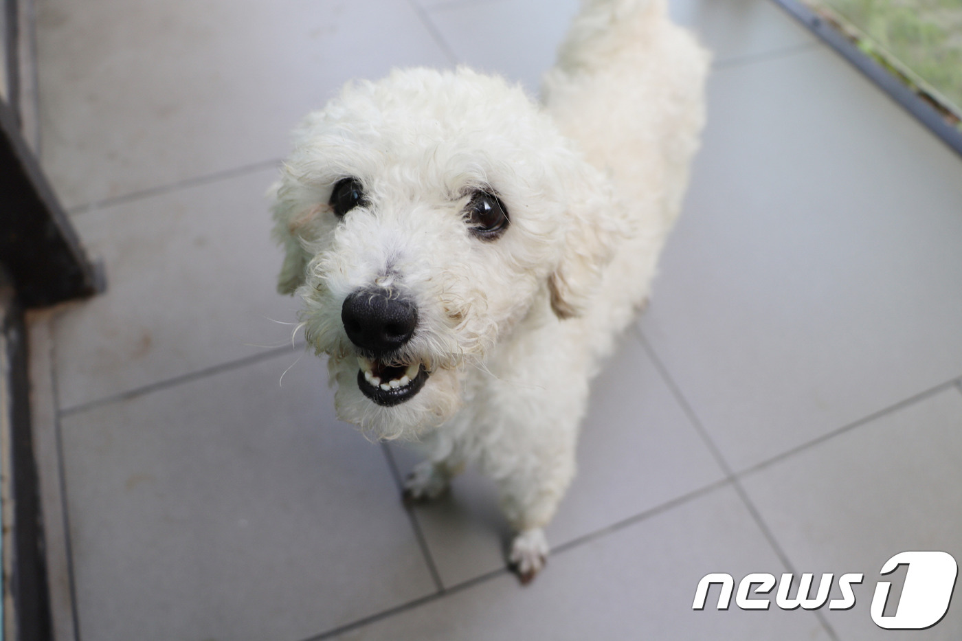 [가족의 발견(犬)]애견미용실에 버리고간 강아지들…그리고 말랑이