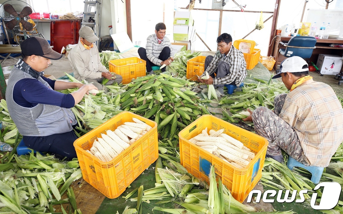 괴산대학찰옥수수, 대형마트에 480톤 납품계약