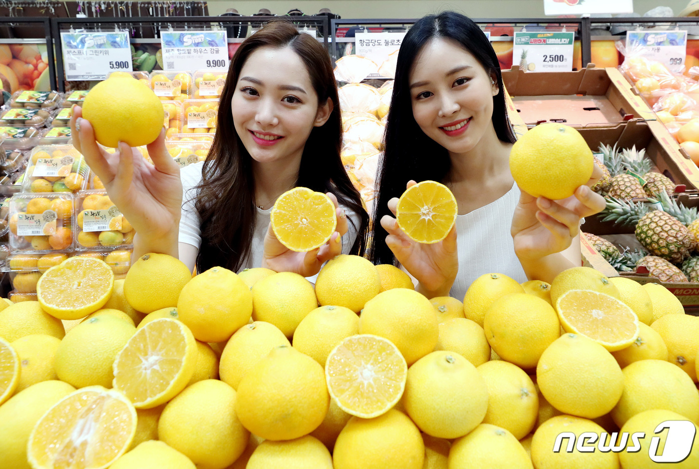제주 황금향이 왔어요