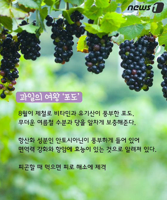 [카드뉴스] 농약이 아니에요… 포도송이 하얀가루의 정체