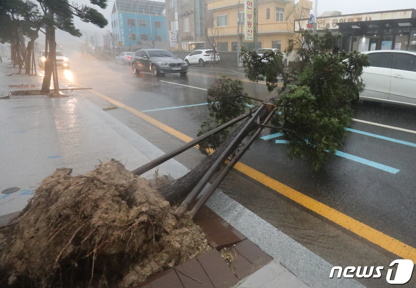 강력한 강풍에 넘어간 가로수