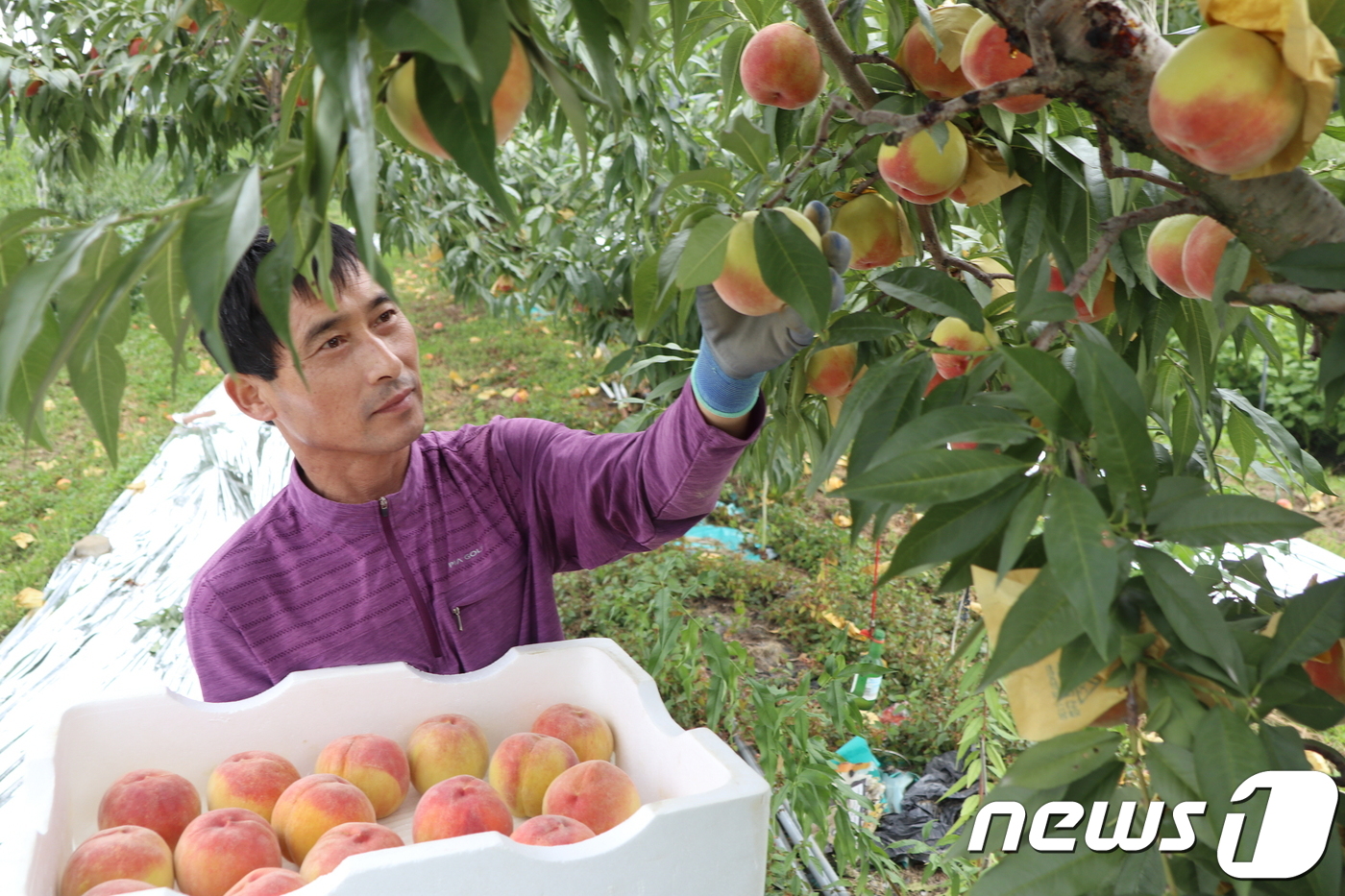 [풍경]명품 복숭아 엘버트 막바지 출하 한창인 영동!