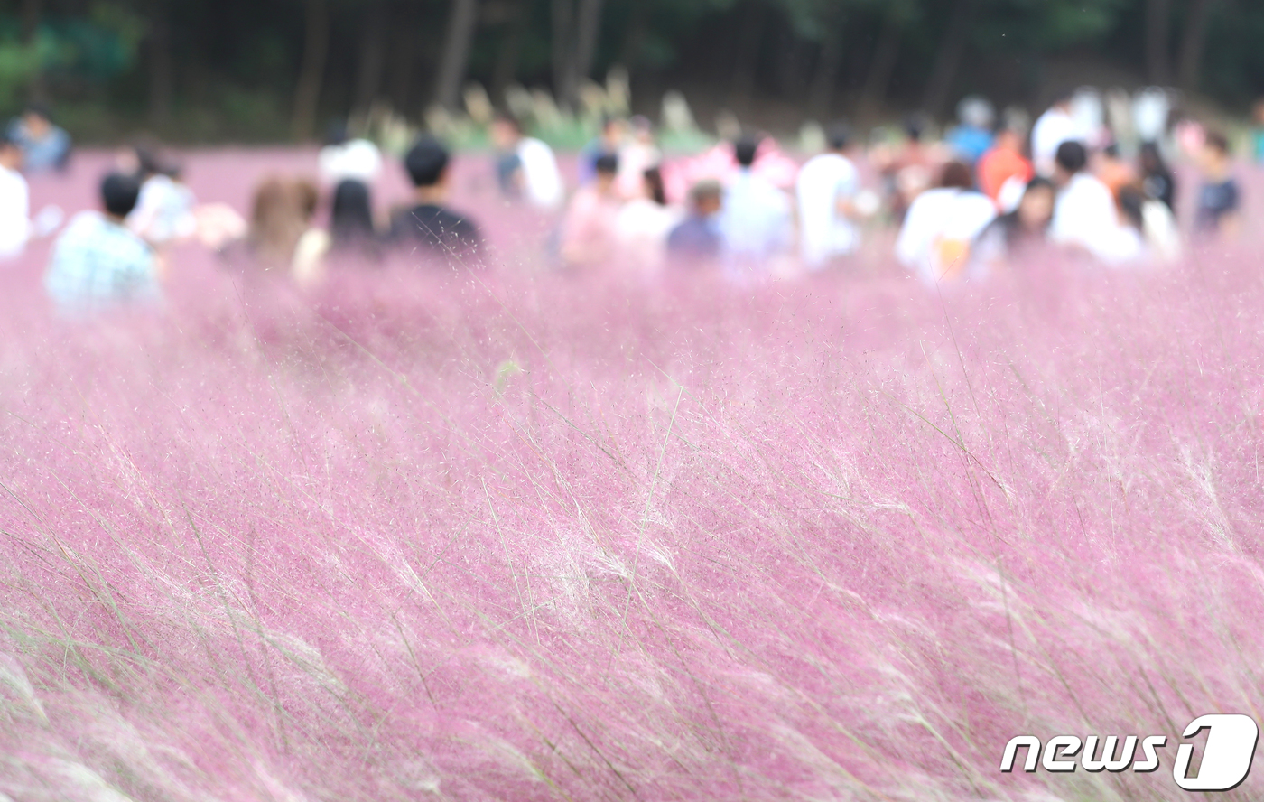 핑크뮬리 정원 산책