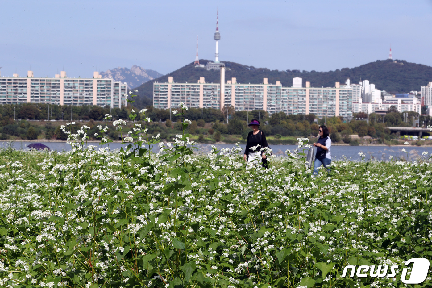 가을 찾아온 한강 메밀꽃 필 무렵