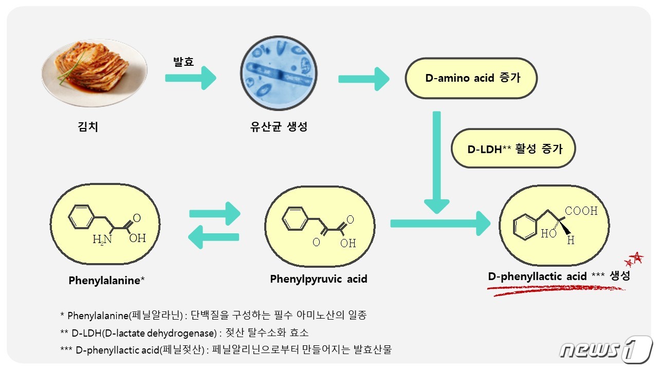 김치서 항균활성 페닐젖산 발견…위생 안전성 확인