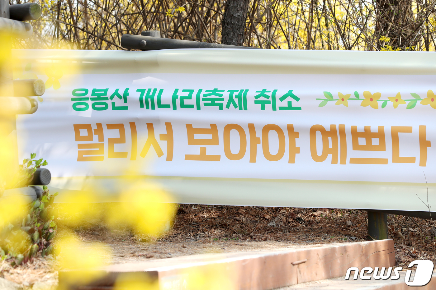 응봉산 개나리 축제 취소, 멀리서 보아야 예쁘다