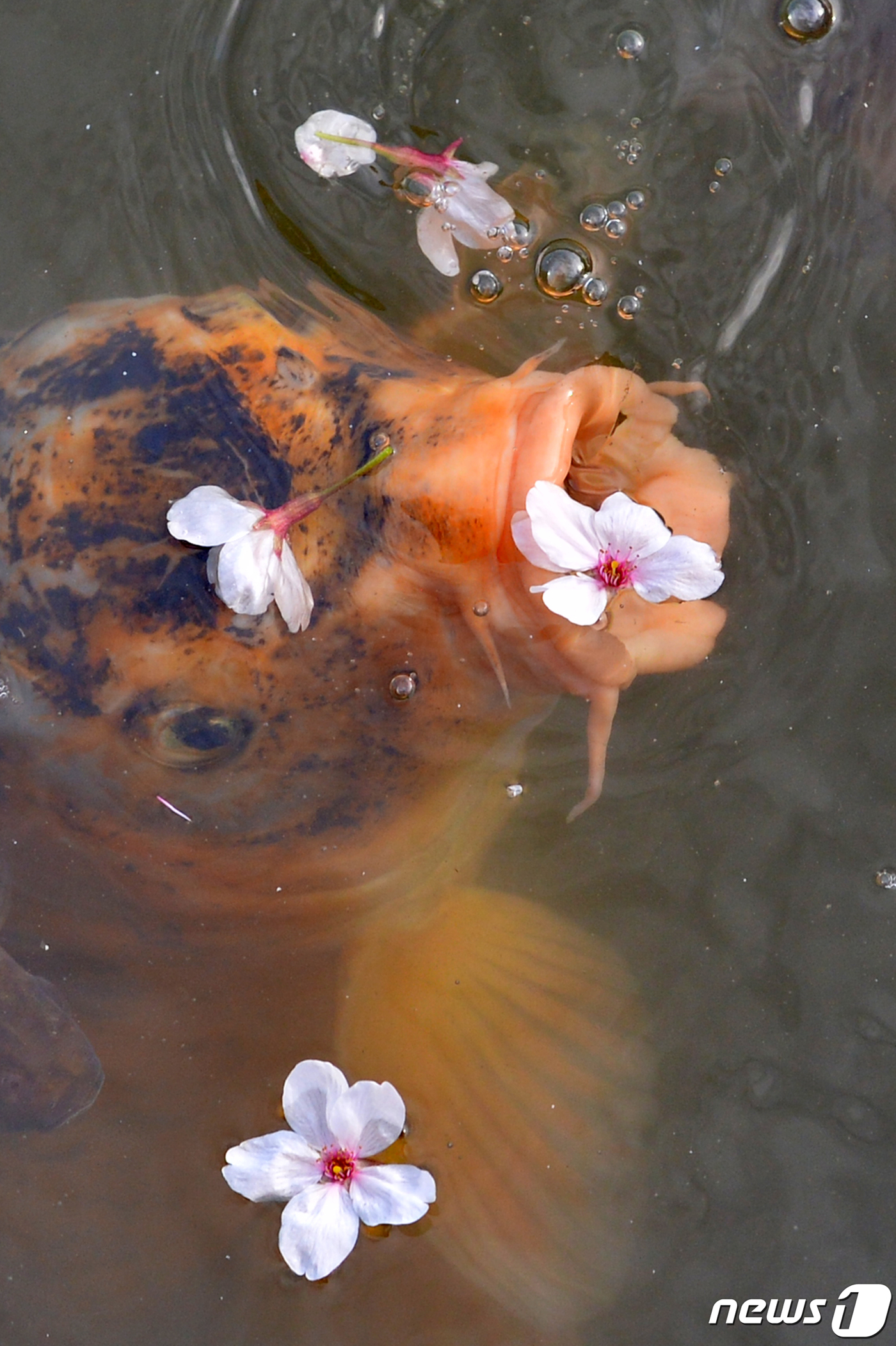 비단잉어 벚꽃 향기가 좋네