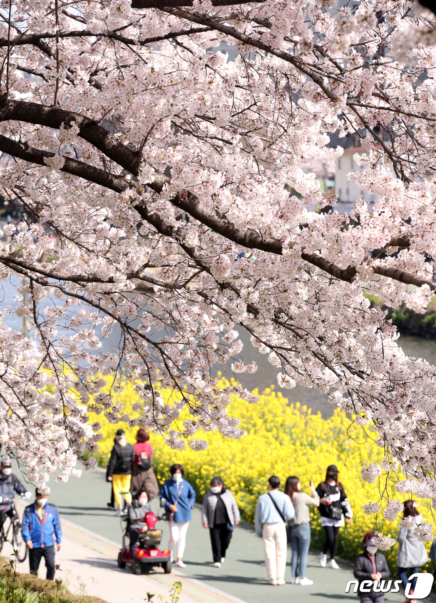 봄이 왔어요