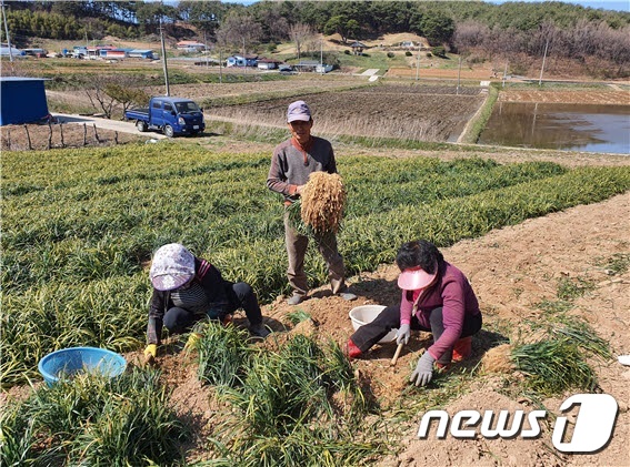 청양맥문동 수확 한창…기관지염 등 효험 농가소득 효자