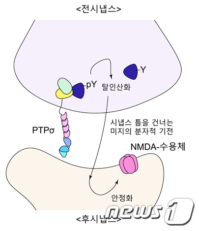 IBS ‘새로움’ 인식에 관여하는 시냅스 기전·신경회로 발견