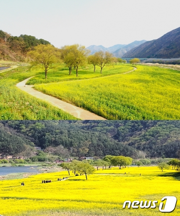 옥천 예울림 동이면 8만3000㎡ 유채꽃밭서 버스킹 개최