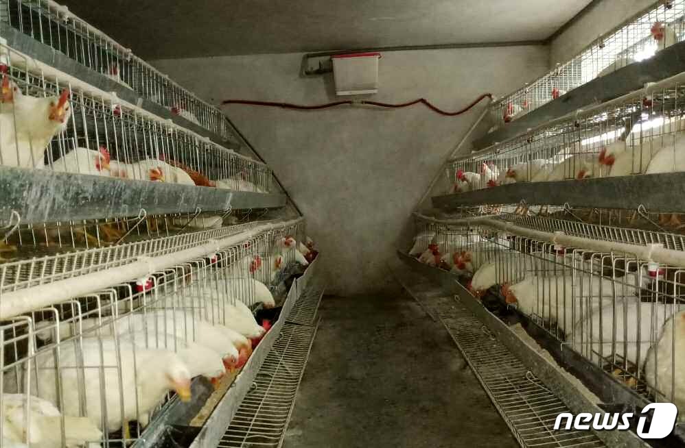노동신문, 협동농장 공동 축산 독려…과학적 사양 관리