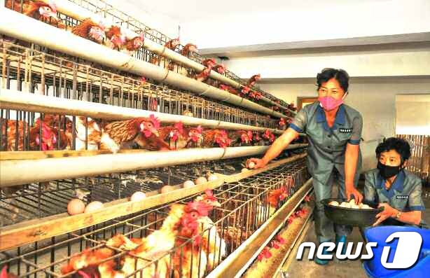 가축 기르는 北 맹산군 목재일용품생산협동조합