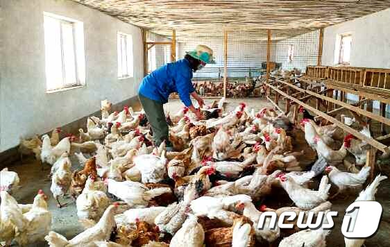 북한 축산으로 부흥의 토대를…나선시 축산기지