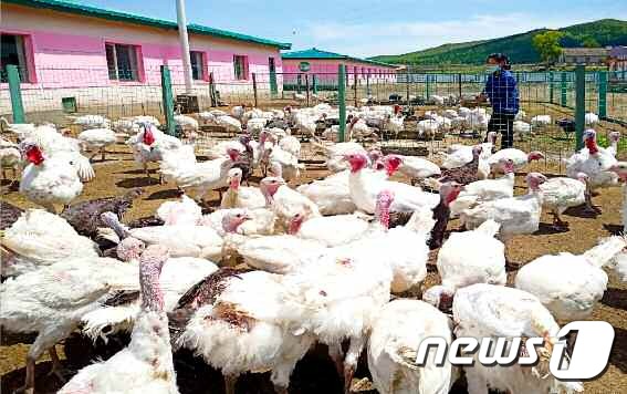 북한 나선시 축산기지 오리떼…축산으로 부흥