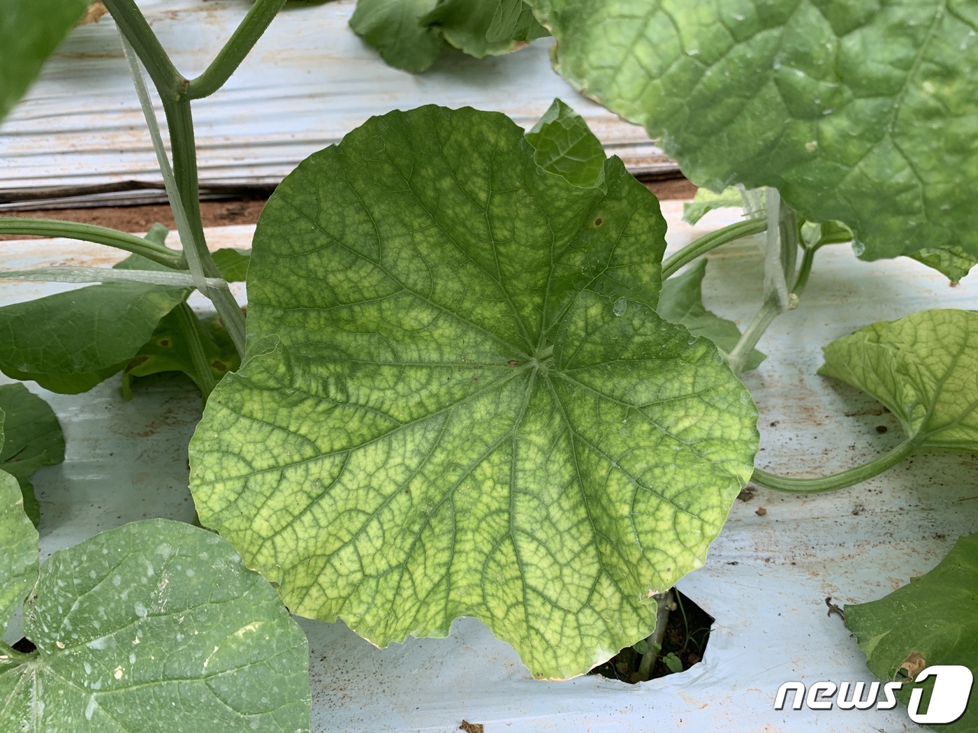 충남도, 멜론·오이 등 박과작물 바이러스병 주의