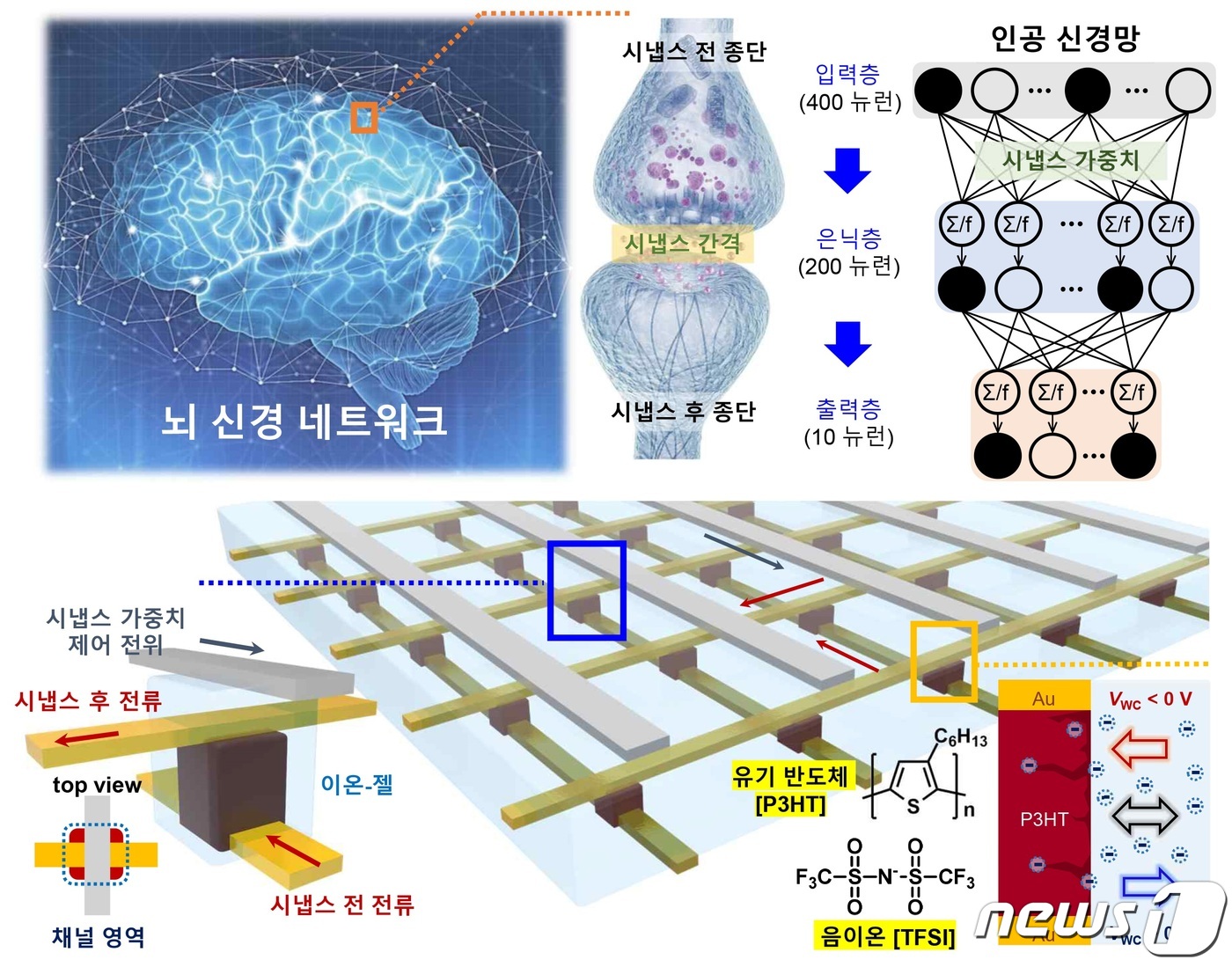 연대·성대 연구팀, 뇌 신경세포 닮은 이온-젤 시냅스 소자 구현