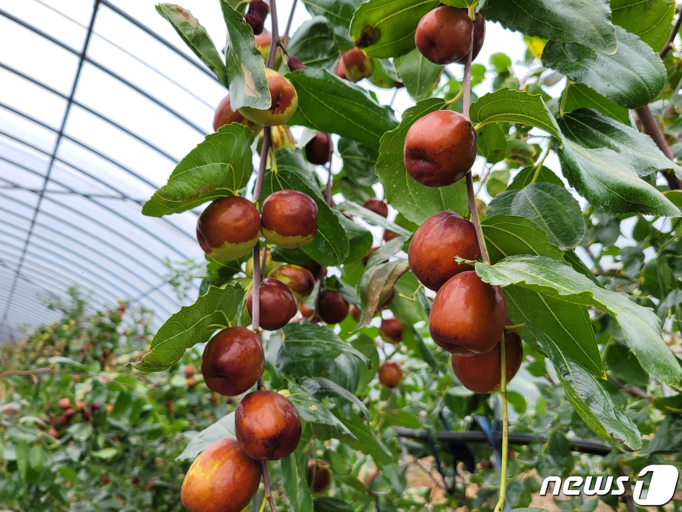 명품 보은대추 이름값…온라인축제서 27억여원 판매