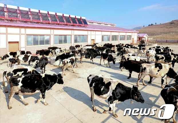 북한 대규모 축산기지 세포지구서 우량품종 늘어나