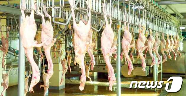 많은 고기와 알 생산…북한, 나선시 부포오리공장 개건