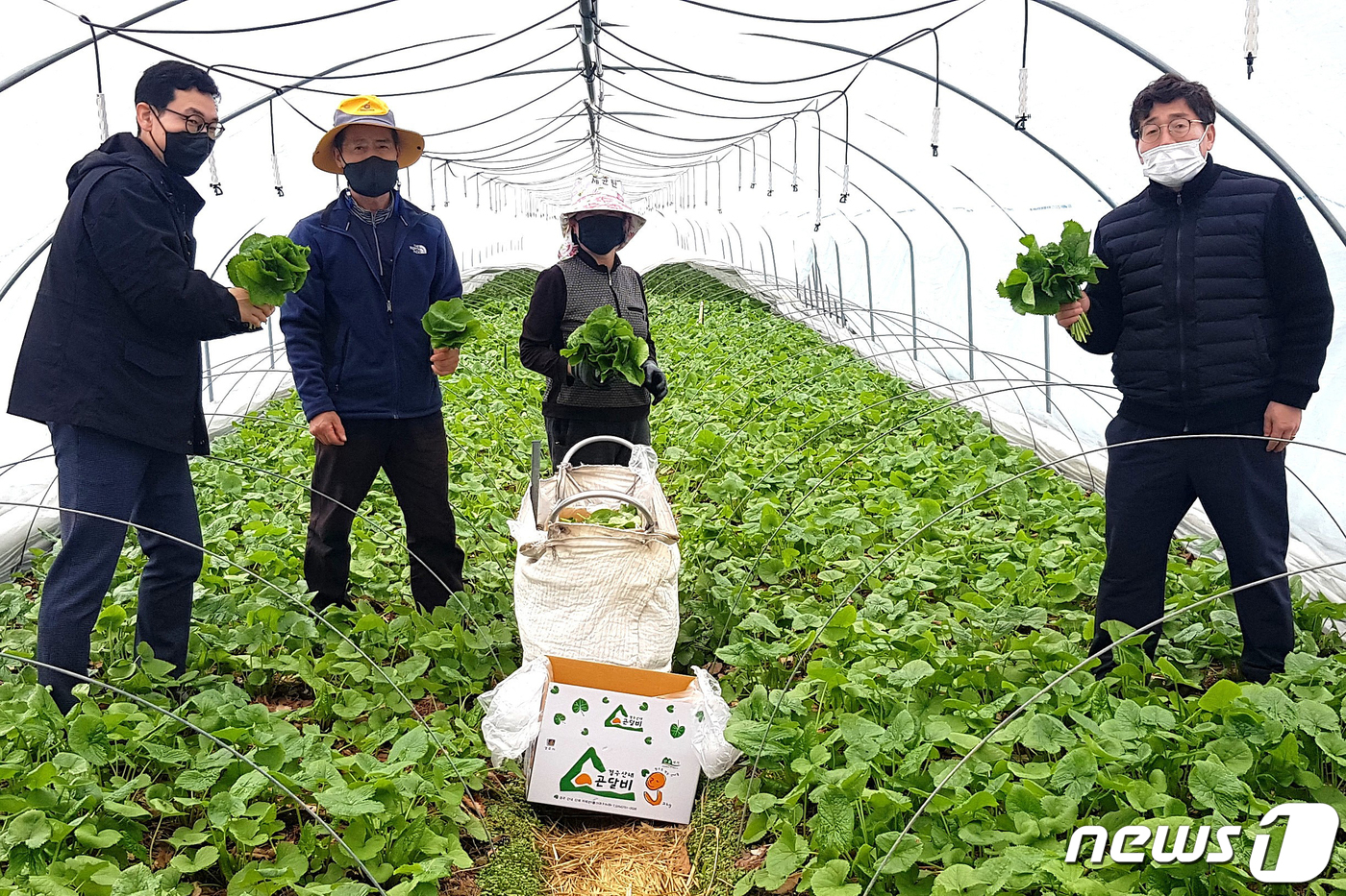 경주 산내면 청정 곤달비를 본격 출하