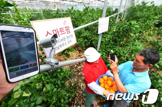 스마트폰으로 농사지어요…제주 스마트팜 시스템 보급