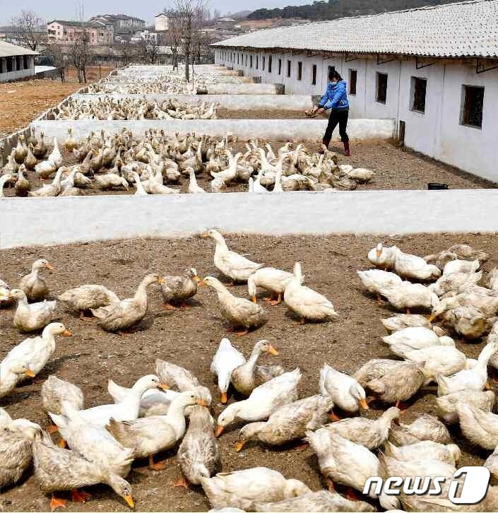 노동신문 개인 축산도 적극 장려…축산물 생산 집중