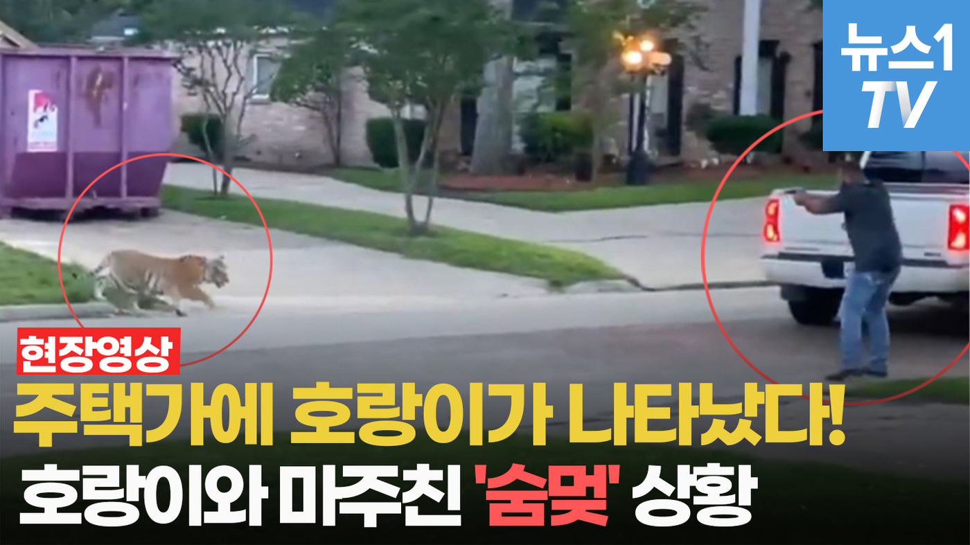 [영상] 美 주택가에 범 내려왔다...호랑이와 마주친 숨멎 상황