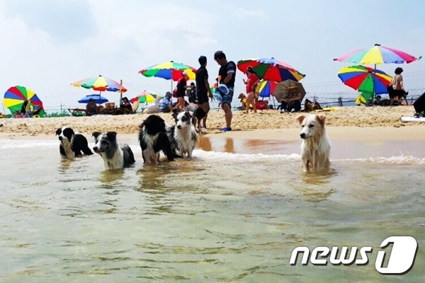 반려견과 강릉서 여름휴가 보내세요 멍비치, 4성 호텔과 맞손