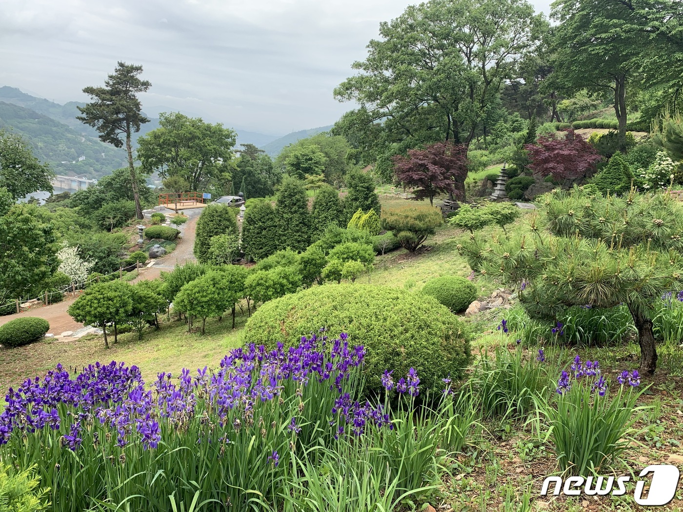 개인이 20년 동안 가꾼 숲…충주댐 옆 드림숲 개방 화제