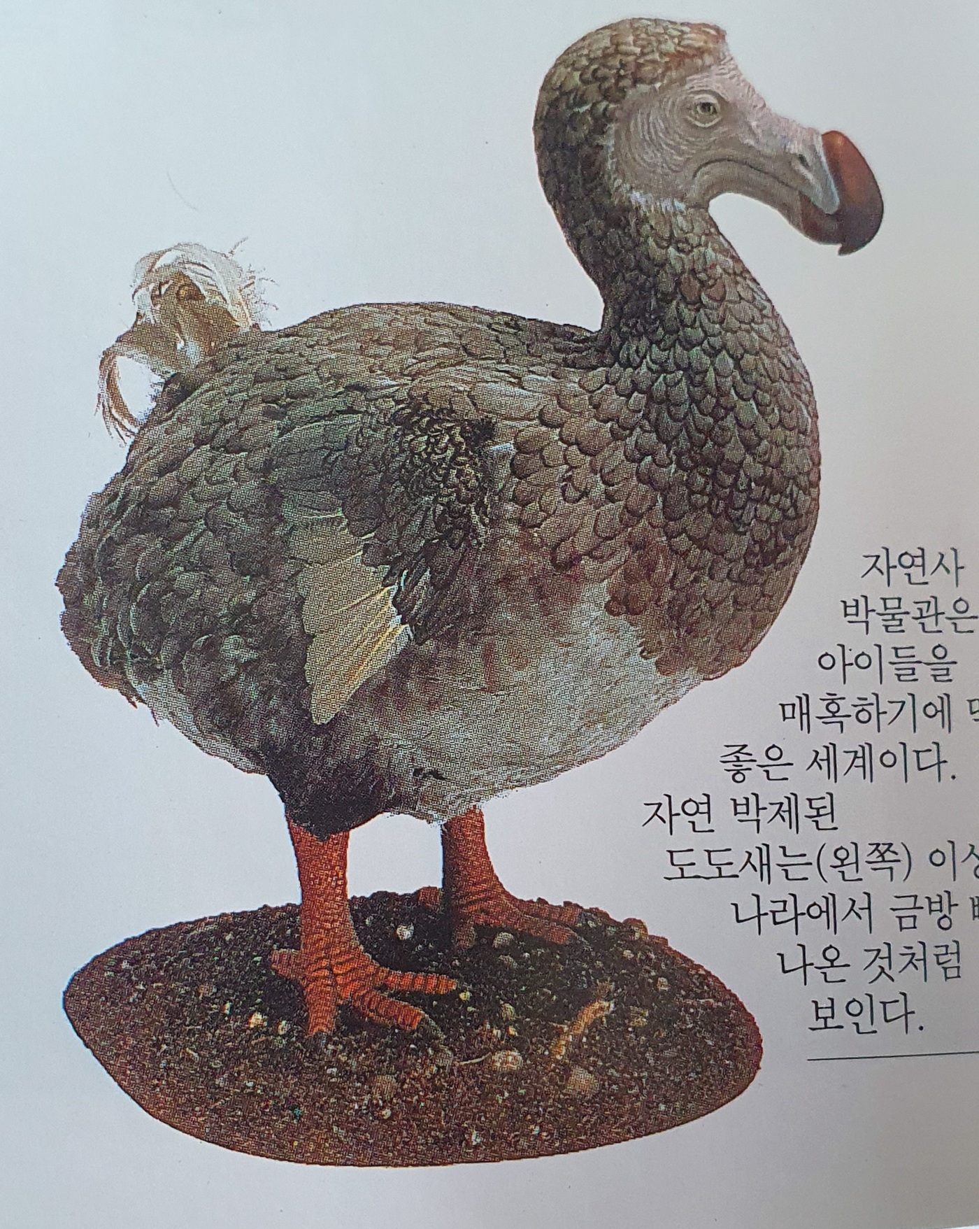 [조성관의 세계인문여행] 도도(Dodo)는 왜 멸종동물의 아이콘이 되었나