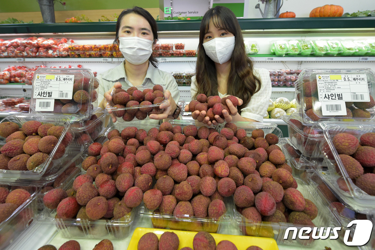 제주도에서 생산된 열대 생과일 ‘리치’