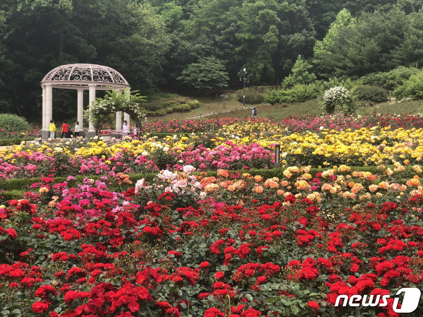 인천 연수구 장미공원 77년만에 완료…2만5650그루 식재