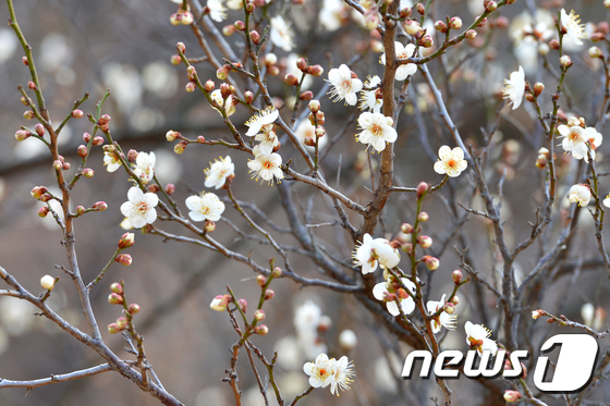매화향기 가득