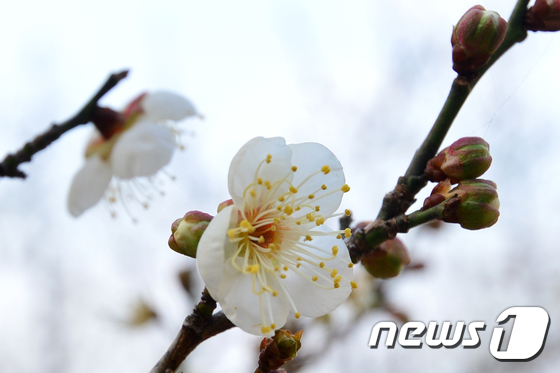 겨울에 꽃망울 터트린 매화꽃