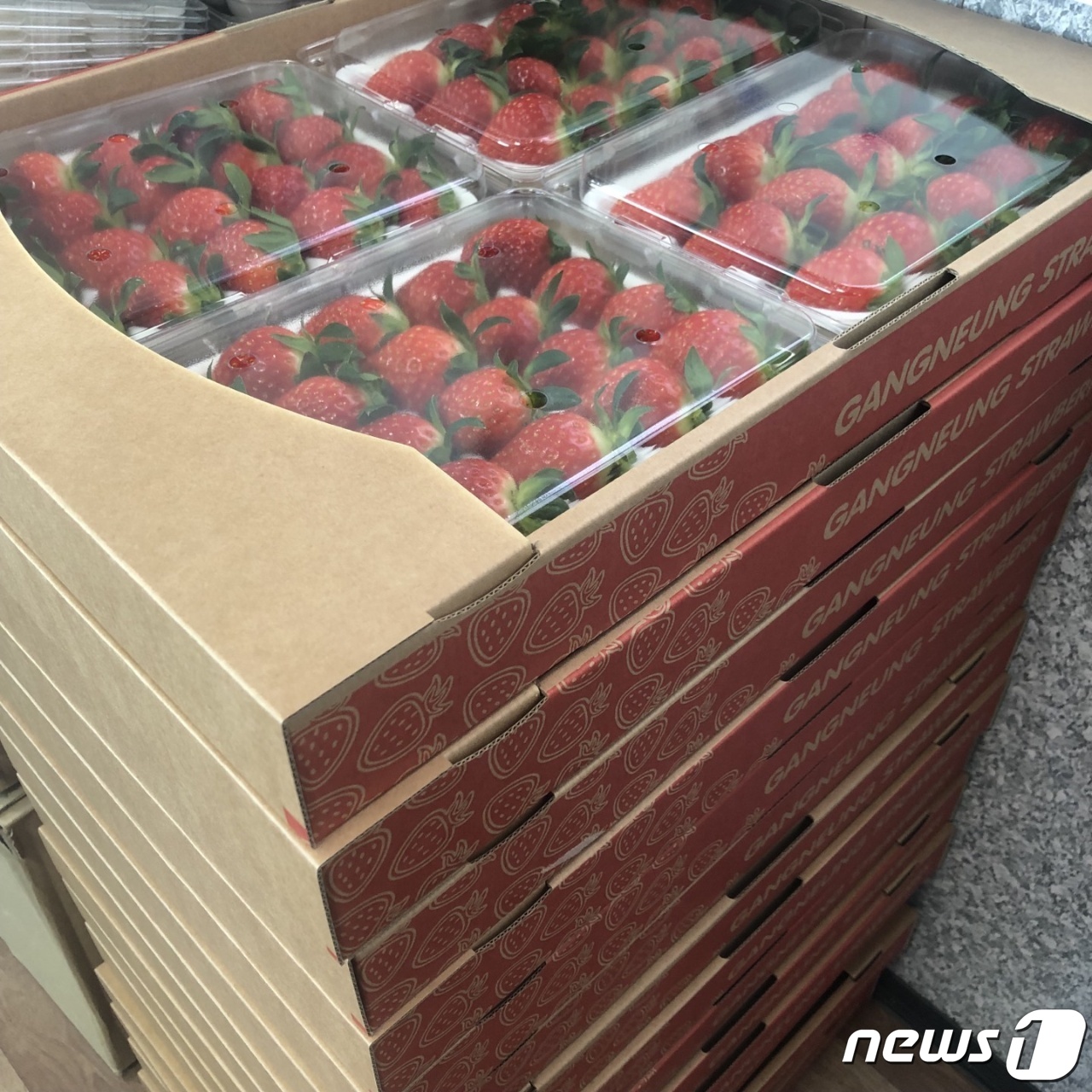 강릉딸기 다시 러시아 가요…수출 재개