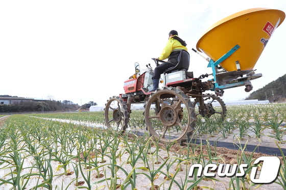 마늘이 건강하게 자라길 바라며