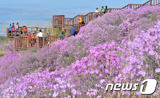 강화군 고려산 진달래 축제 3년 연속 취소