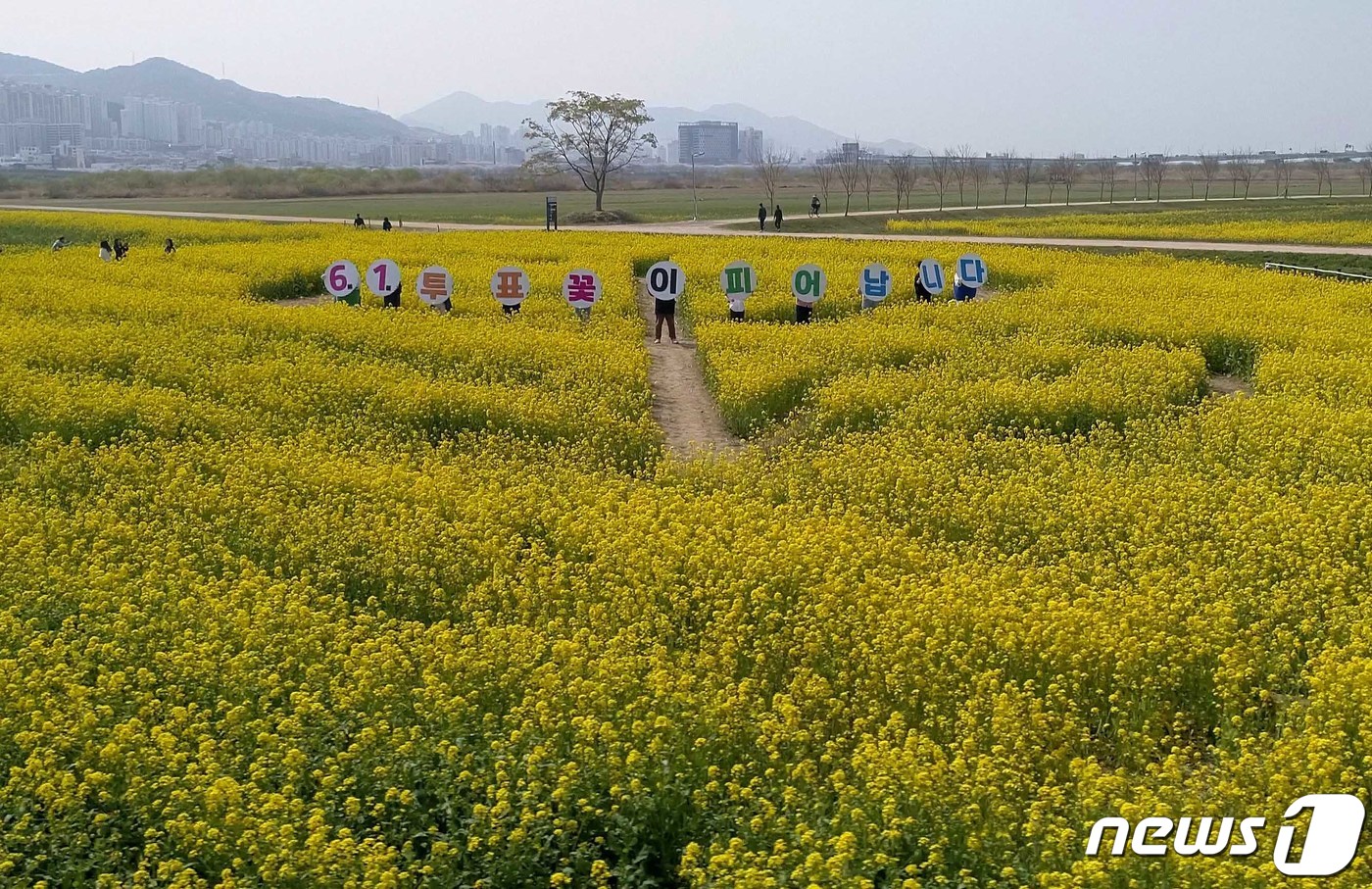 [뉴스1 PICK]6.1 투표꽃이 피어납니다…부산선관위 유채꽃밭서 지방선거 투표참여 홍보