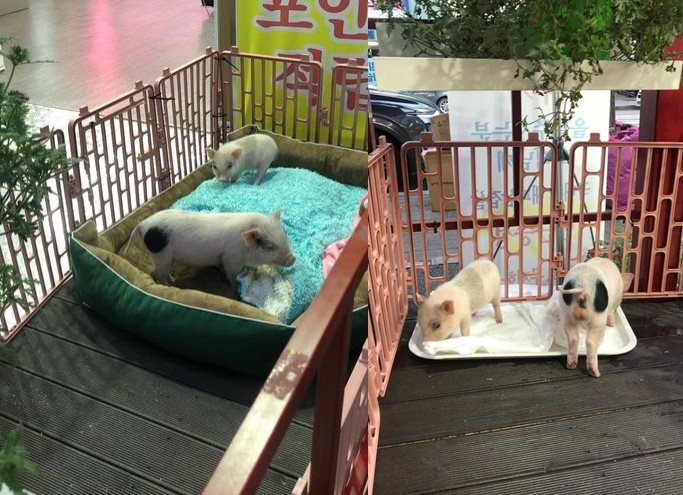 정육점 앞 홍보용 살아있는 아기돼지…욕도 아깝다 [영상]