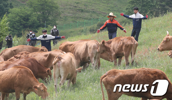 한우연구소 한우 방목