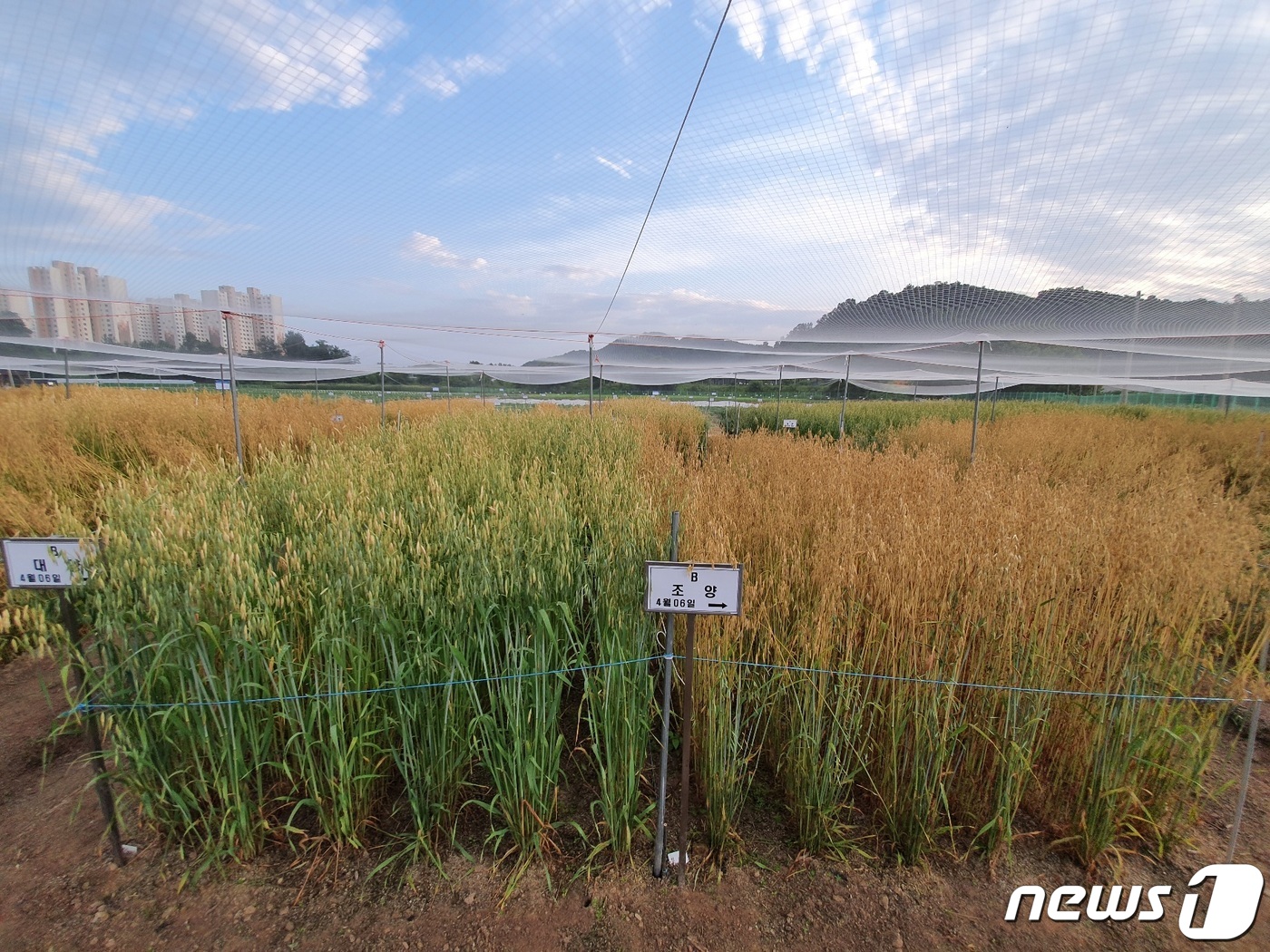 쌀귀리·콩 이모작 연천·파주 농가, 6월말 전 쌀귀리 수확 완료해야