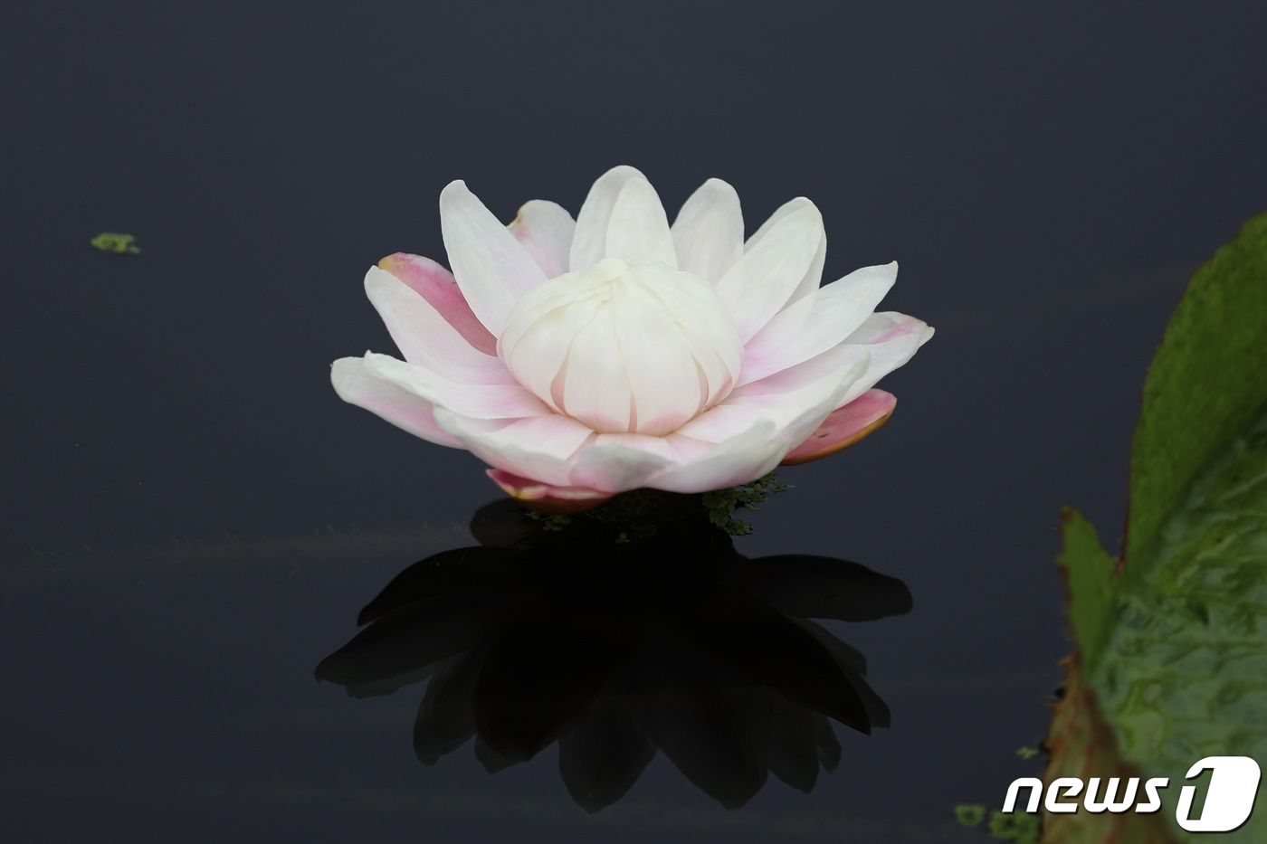 밤의 여왕 빅토리아 수련 세종수목원서 개화
