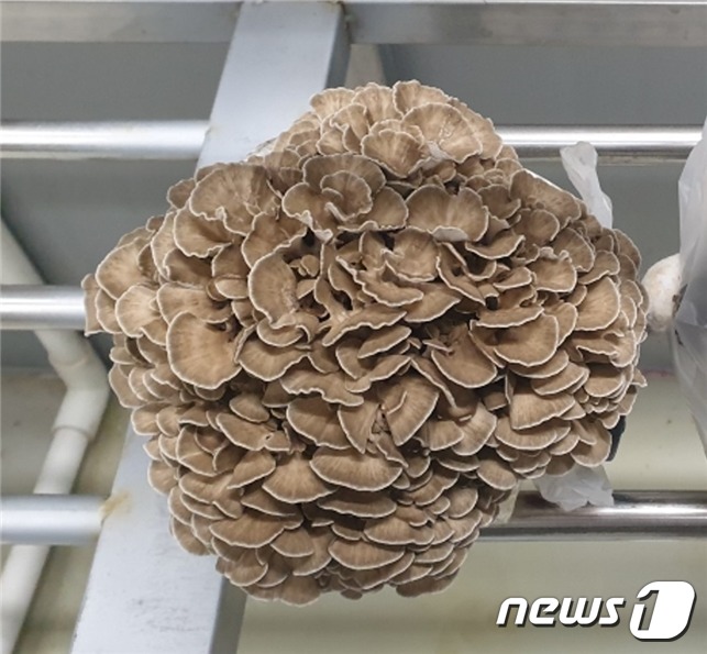 강원농업기술원, 개발 잎새버섯 품종 ‘다미’ 농가보급 확대 나서