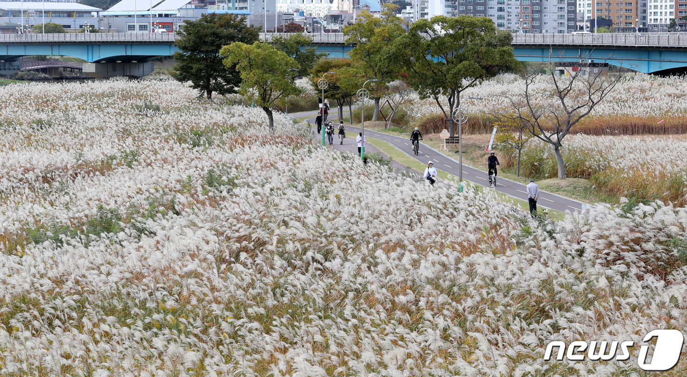울산 태화강 억새밭 은빛 물결