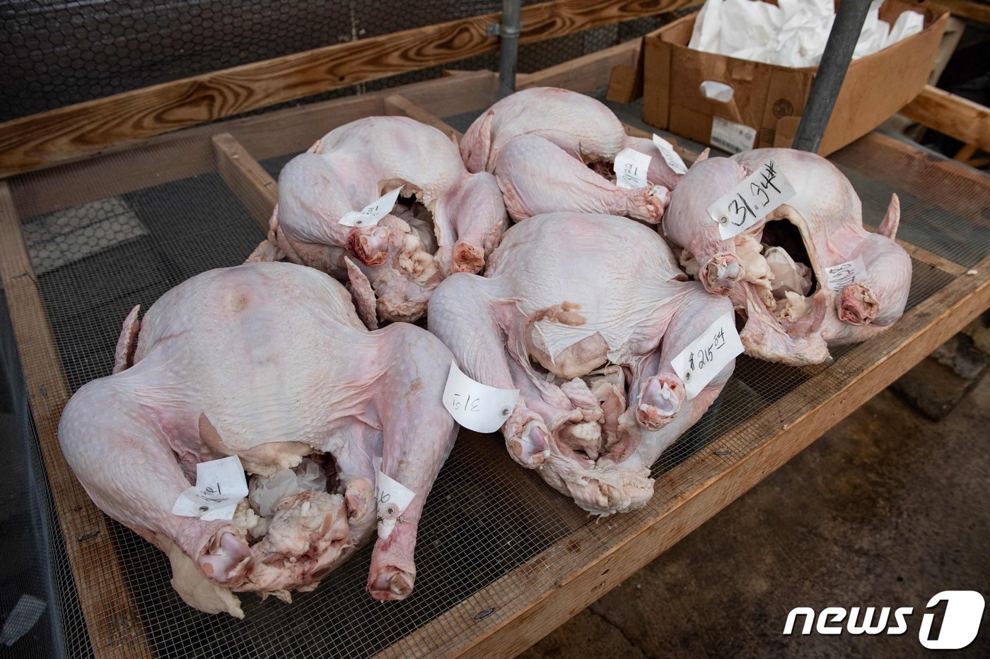 美매사추세츠주 한 농장의 칠면조 고기